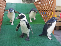ペンギンの散歩と給餌解説
