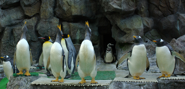 春休みペンギンフェスタのご案内