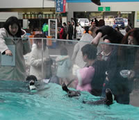 ペンギンの散歩と給餌解説