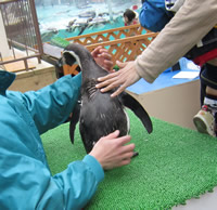 ペンギンにさわってみよう!