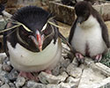 イワトビペンギン