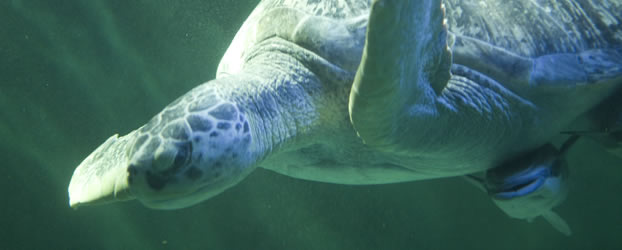 マリンピア松島水族館