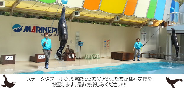 水族館で一番のひょうきん者アシカ達の愉快なショーです。