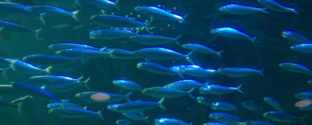 マリンピア松島水族館